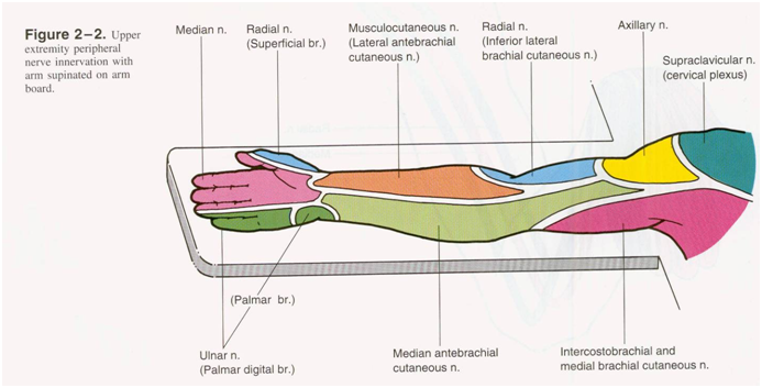 Brachial Plexus Nerve Innervation Chart